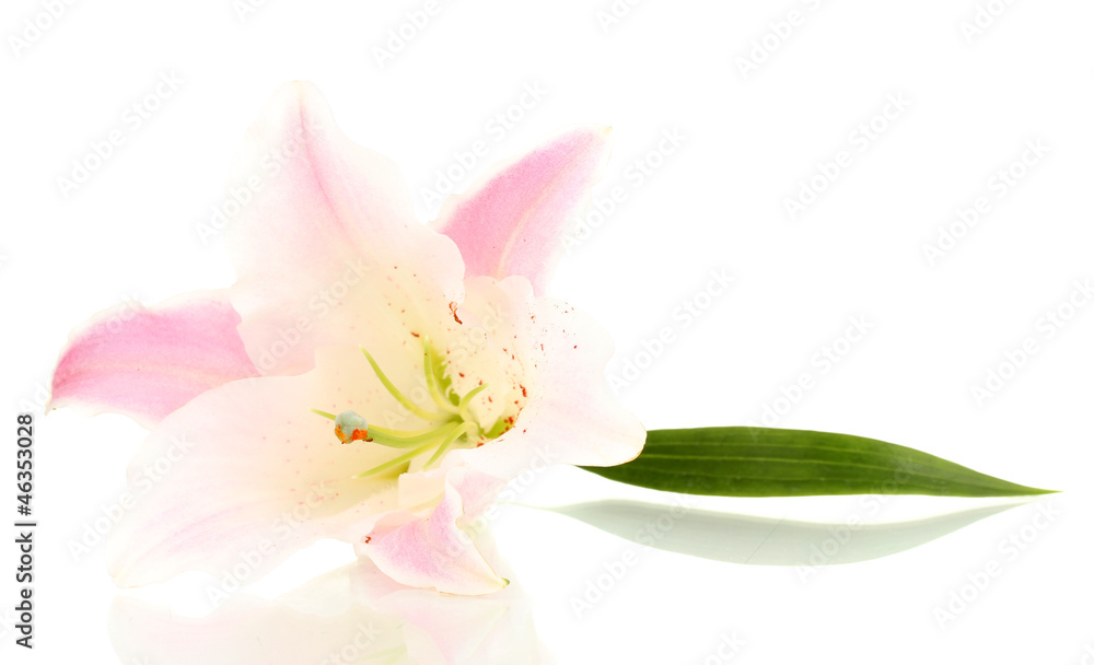 beautiful lily flower isolated on white