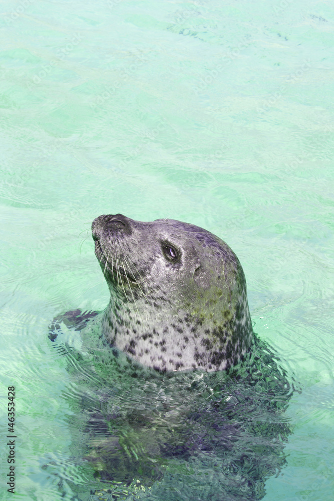 Fototapeta premium Seal looking from water