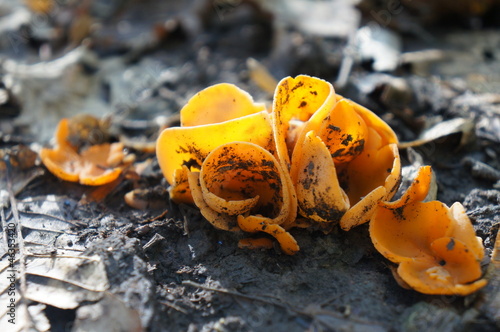 Yellow mushrooms on the ground