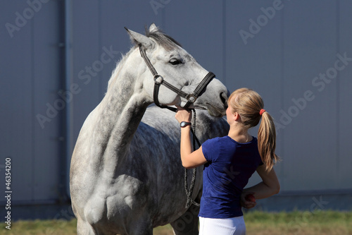 Siwy koń prosi dżokeja, dziewczynę o smaczne jabłko. photo