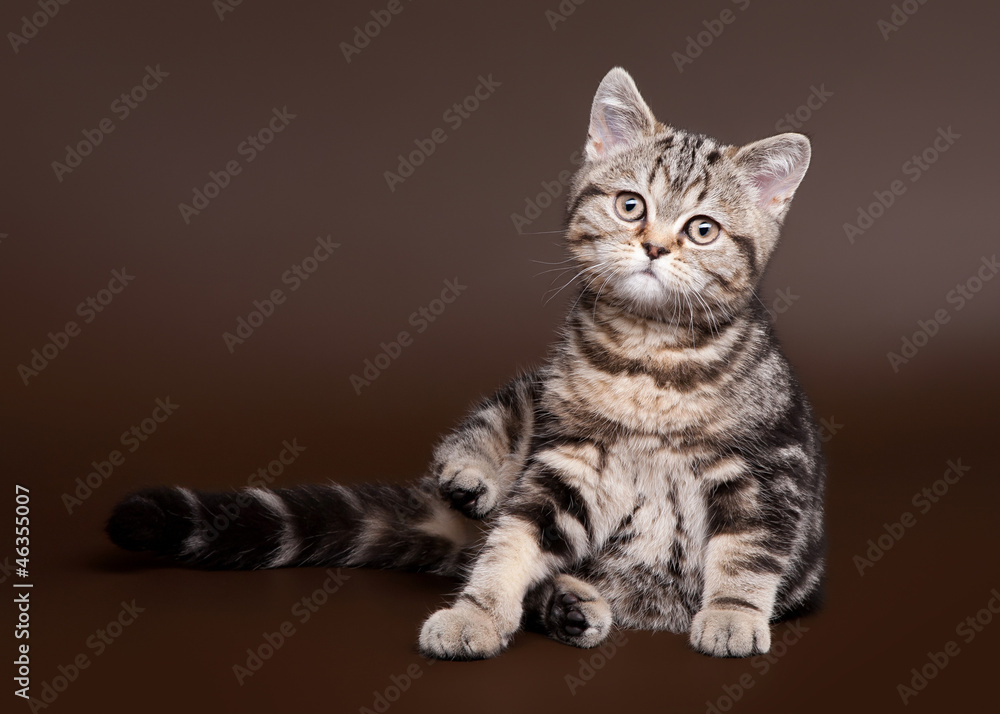 Obraz premium small black marble british kitten on dark brown background
