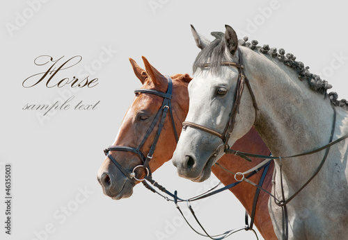 Two horses © aboikis