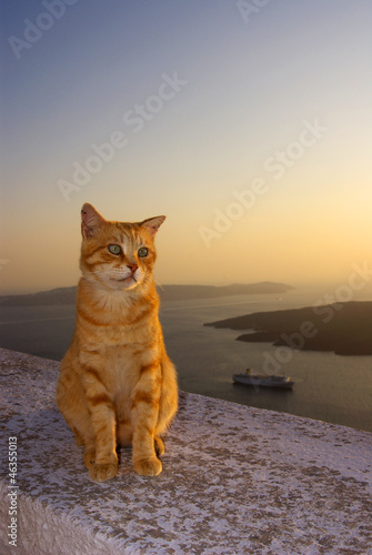 Greek cat photo