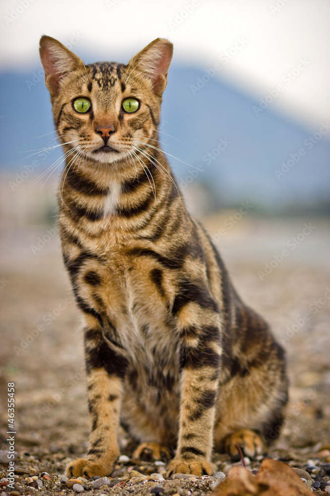 Obraz premium Bengal cat looking straight