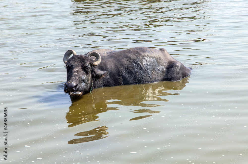 water buffalo relaxes in the lake water buffalo relaxes in the lake