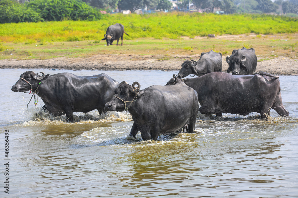 water buffalo relaxes in the lake water buffalo relaxes in the lake
