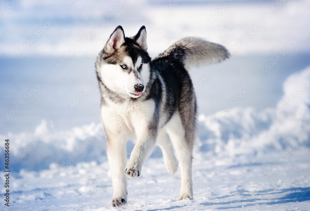 dog hasky running in winter