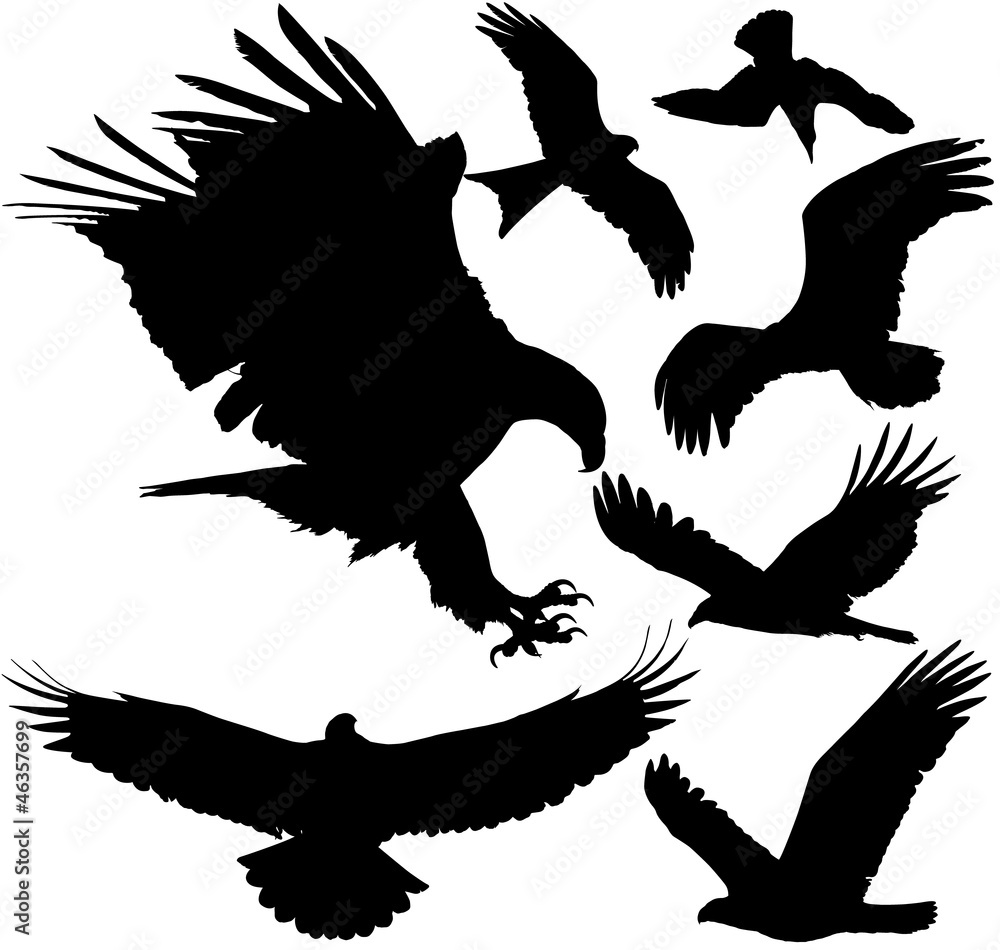 Fototapeta premium Eagle, hawk, griffon vulture vector silhouettes