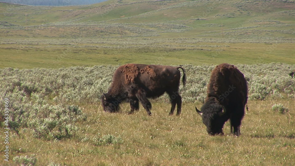 Bison in Yellowstone National Park Bison in Yellowstone National Park