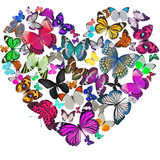 Heart of the butterflies
