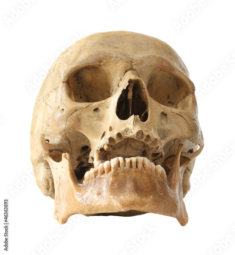 Human skull.