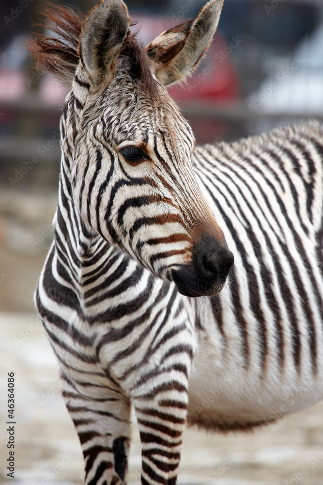 Naklejka premium Zebras