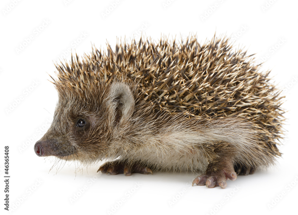 Obraz premium hedgehog isolated