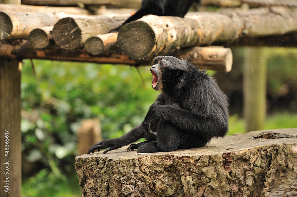 Obraz premium Monkey on a stump