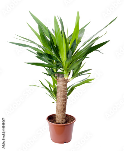 Yucca, house plant in a pot photo