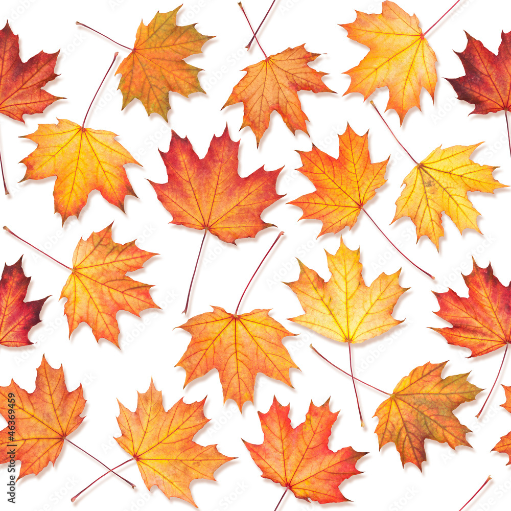 Seamless texture with maple leaves Seamless texture with maple leaves