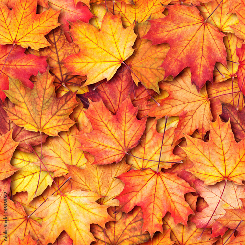 Autumn texture with maple leaves