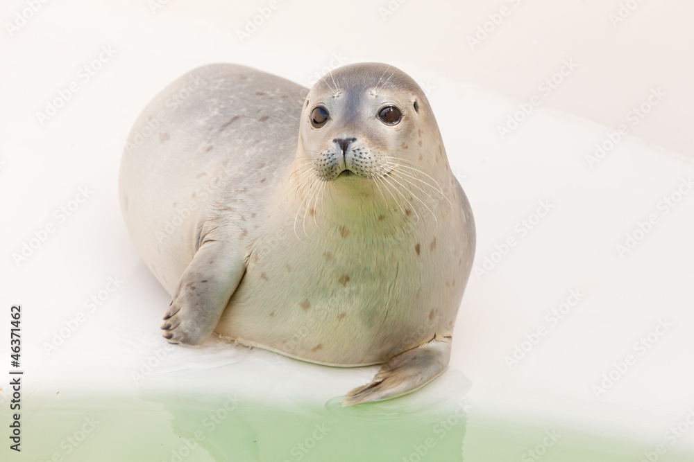 Naklejka premium Cute young seal in basin. Resting and warming in the sun.