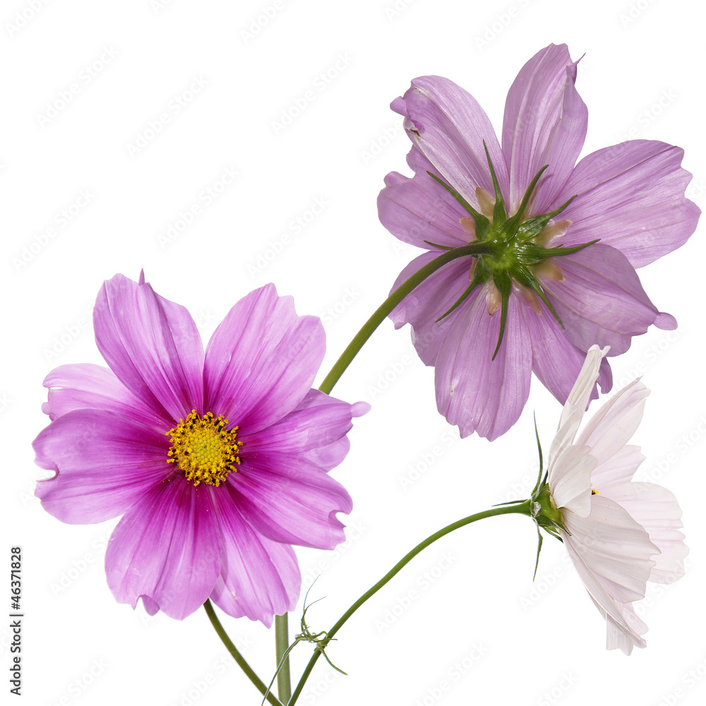 Spring garden beautiful flower Spring garden beautiful flower