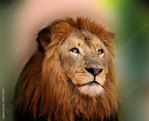 Royal King Lion with Sharp Bright Eyes