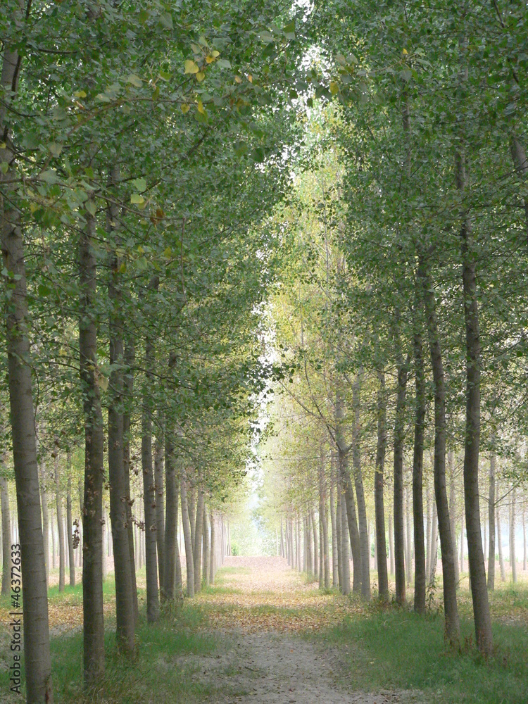 Obraz premium Sonnendurchflutet