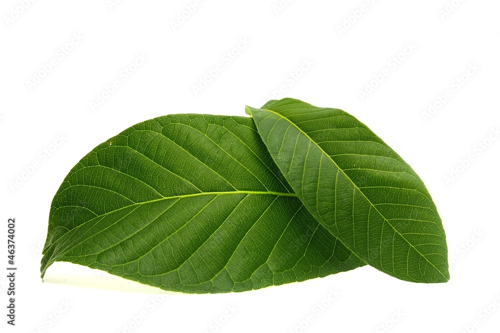 Obraz premium Leaves