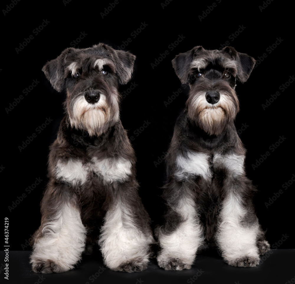 Miniature schnauzer puppies Miniature schnauzer puppies