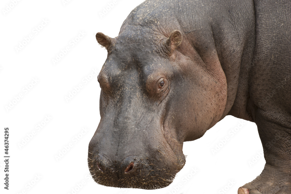 Fototapeta premium Hippo