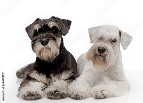 фотографія Miniature schnauzer puppies