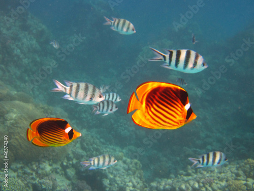 Yellow and Black Butterfly Fish and Sergent Major Fish in Egypt