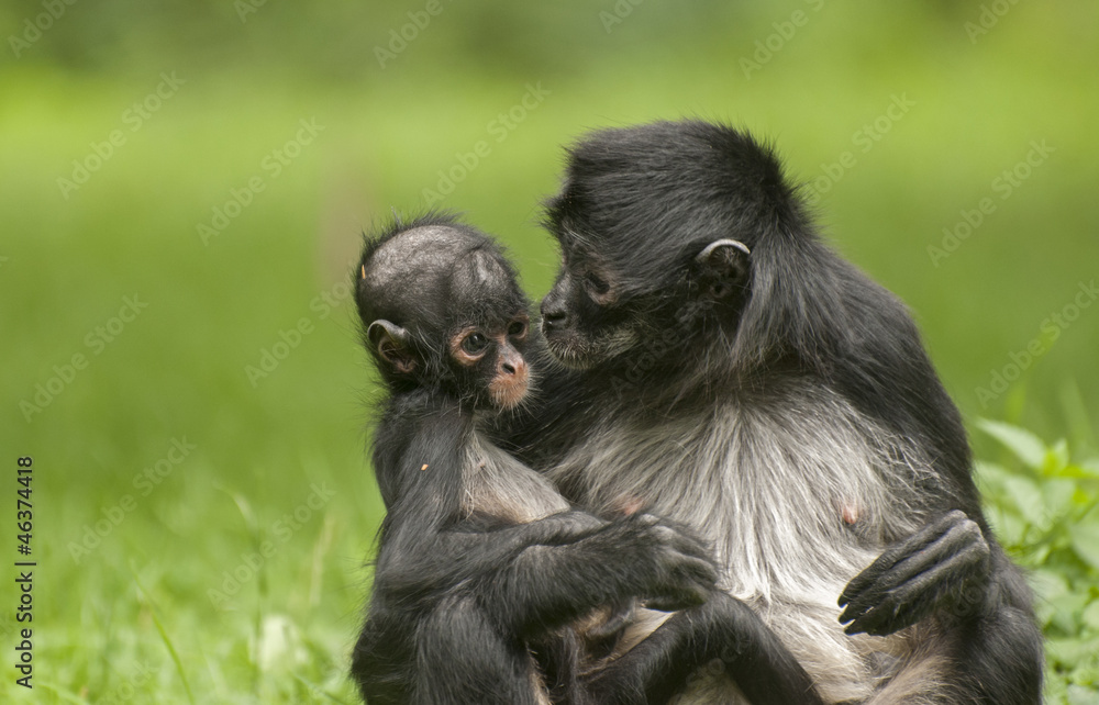 Fototapeta premium Black-handed spider monkey
