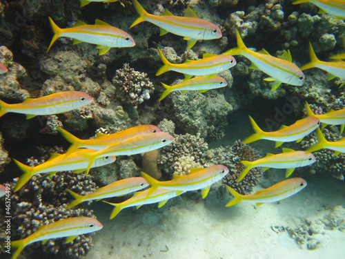 Yellow Goat Fish in Egypt photo