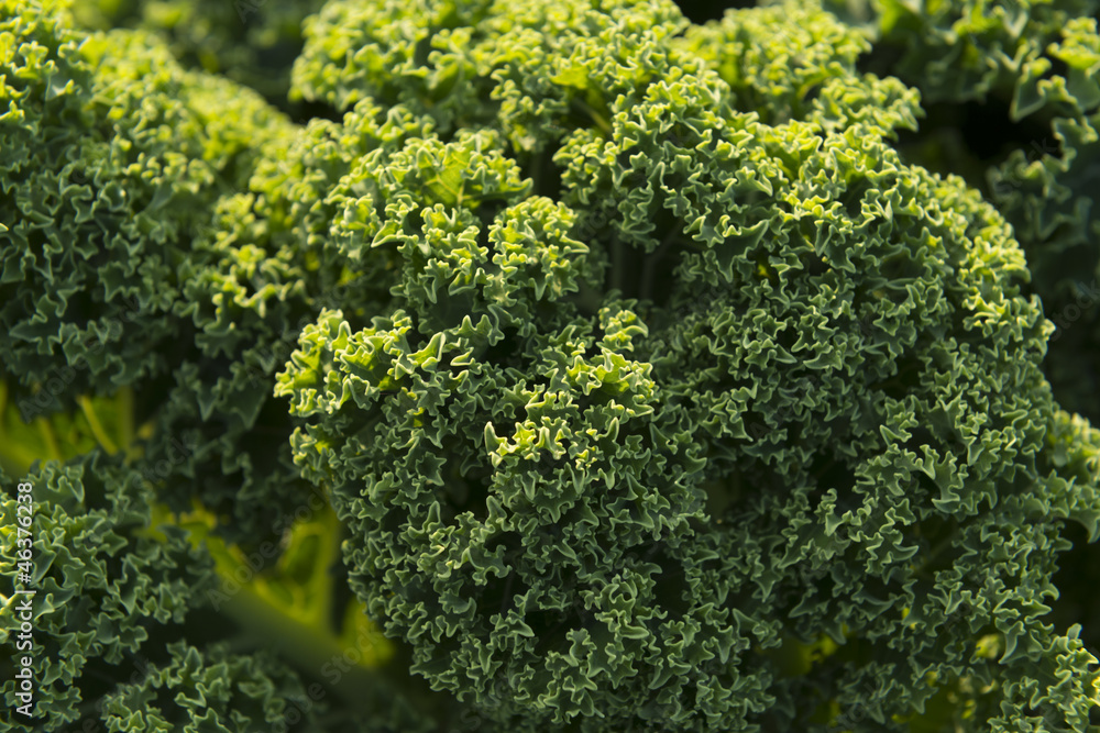 Grünkohl ( Brassica oleracea var. sabellica L. ) Grünkohl ( Brassica oleracea var. sabellica L. )
