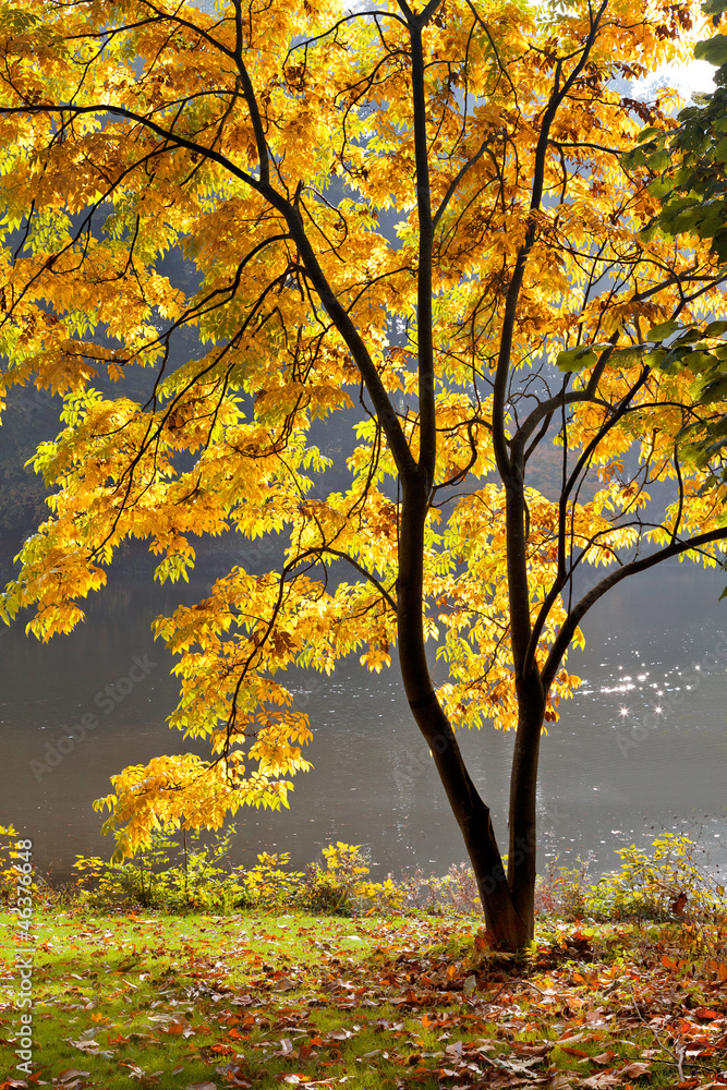 Lake in the park in autumn.