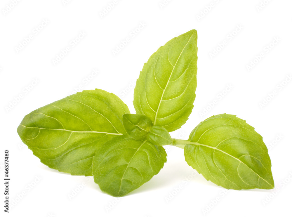 Sweet basil leaves Sweet basil leaves