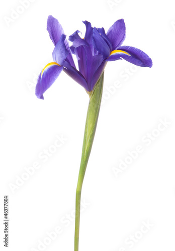 Fototapeta Naklejka Na Ścianę i Meble -  Blue iris or blueflag flower