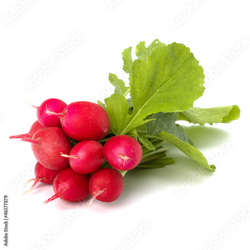 .Small garden radish  .