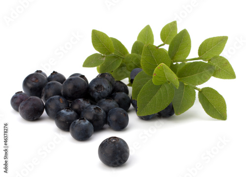 Valokuva Blue bilberry or whortleberry