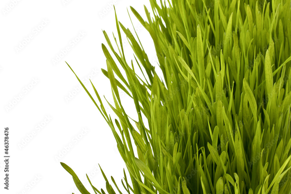 Naklejka premium Grass silhouette