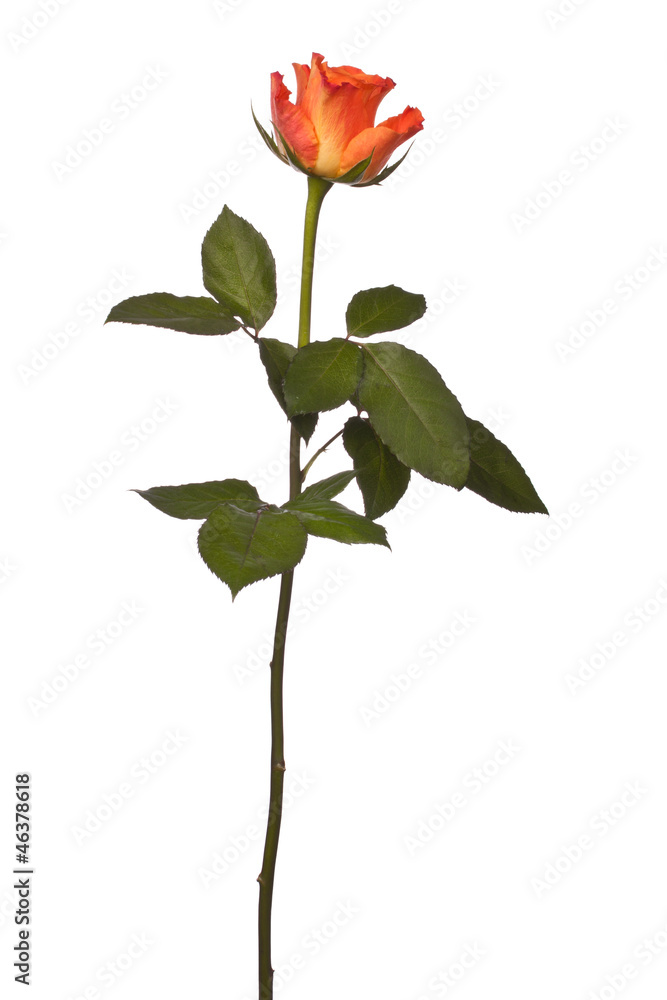 Fototapeta premium Orange rose