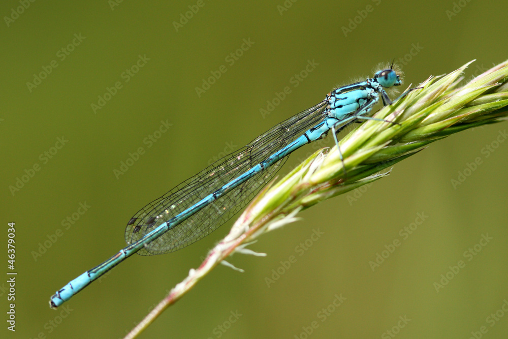 Common Blue Damselfly (Enallagma cyathigerum) Common Blue Damselfly (Enallagma cyathigerum)