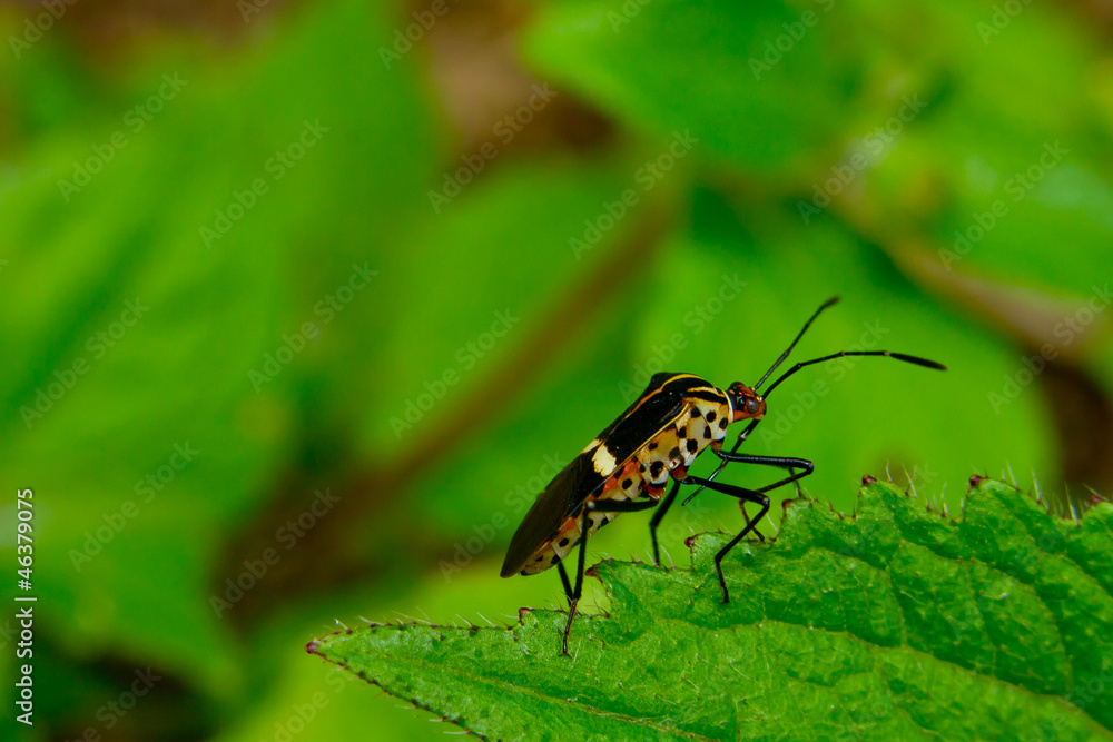 Insect in the Morning. Insect in the Morning.