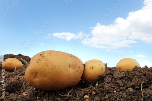 potato field