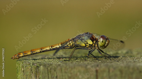 Tableau sur toile Common Darter Dragonfly (Sympetrum striolatum)