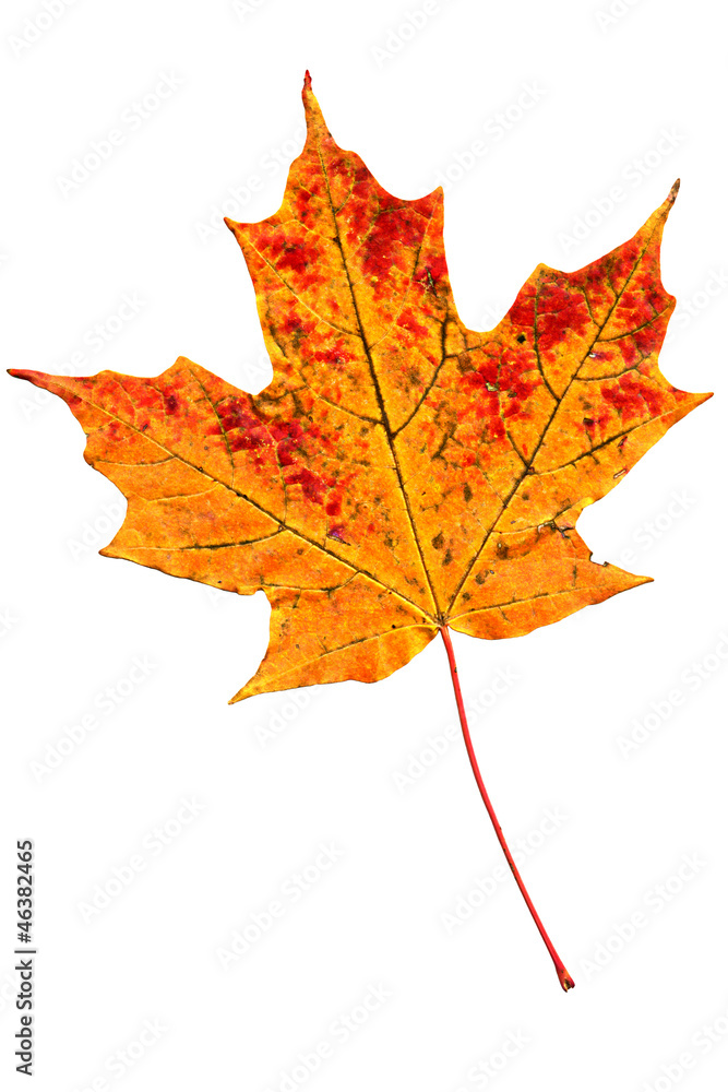 Fototapeta premium Autumn leaf of maple isolated on white.