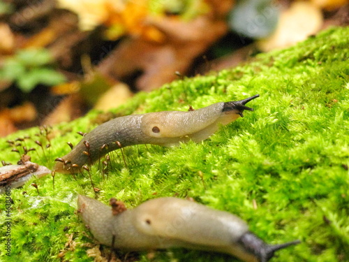 Slugs (Deroceras sp.) creeping across the mosses