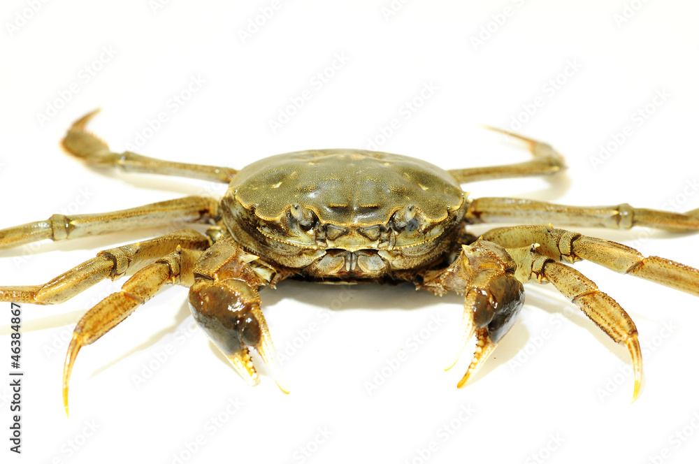 Hairy crab Hairy crab
