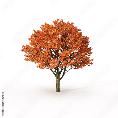 autumn tree on white