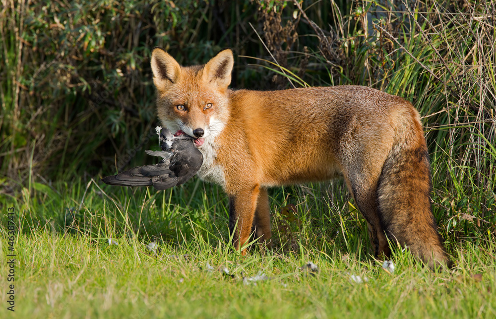 Red Fox standing in the dunes with his prey. Red Fox standing in the dunes with his prey.