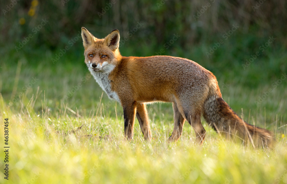 Red Fox standing in the dunes Red Fox standing in the dunes
